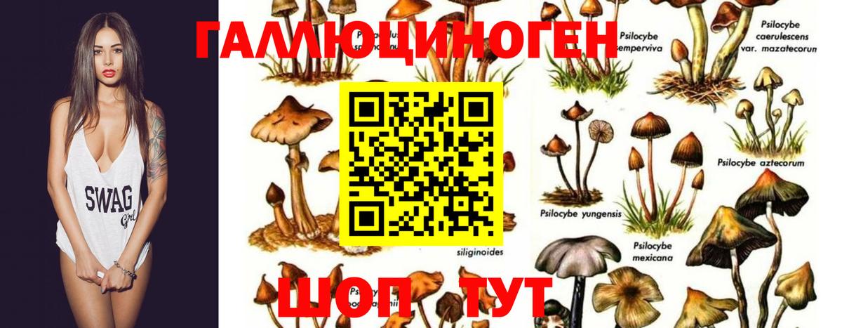 Псилоцибиновые грибы GOLDEN TEACHER Спасск-Дальний